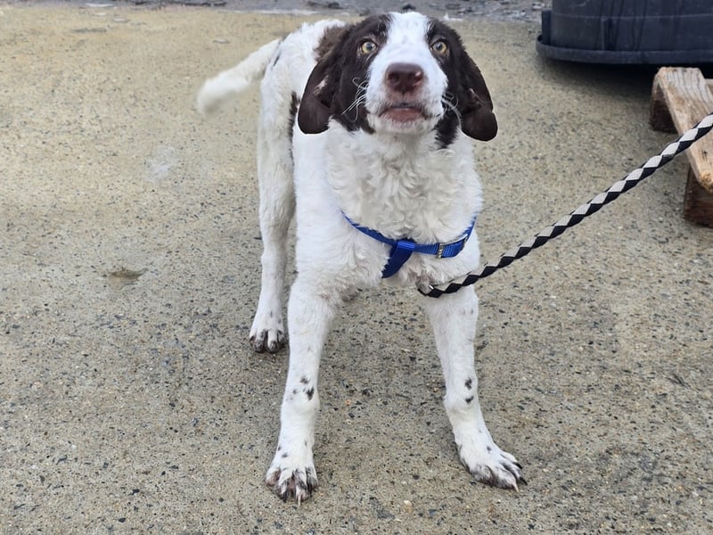 Befanino: kleiner Clown im Schafspelz