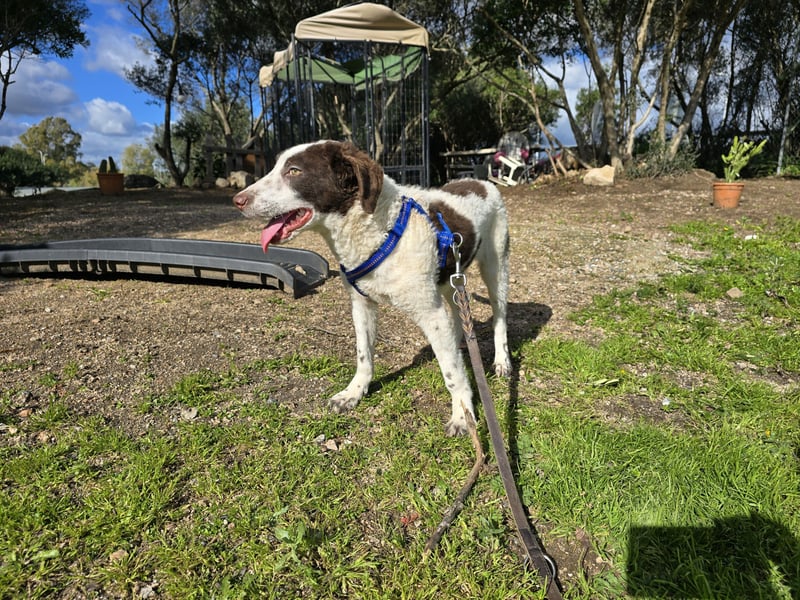 Befanino: er liebt Menschen über alles