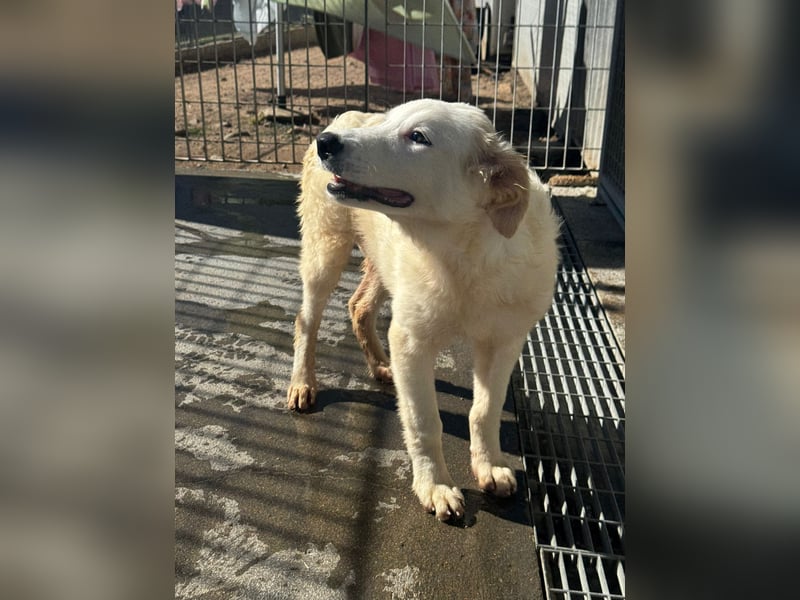 Tom: süßer Fratz sucht Kuschelplatz