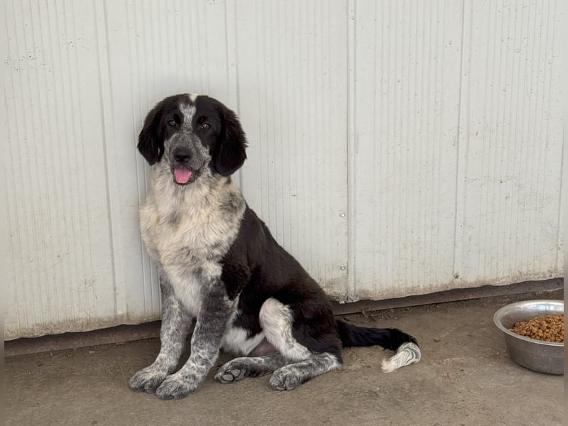 Tiziano: möchte spielen, lernen, schmusen