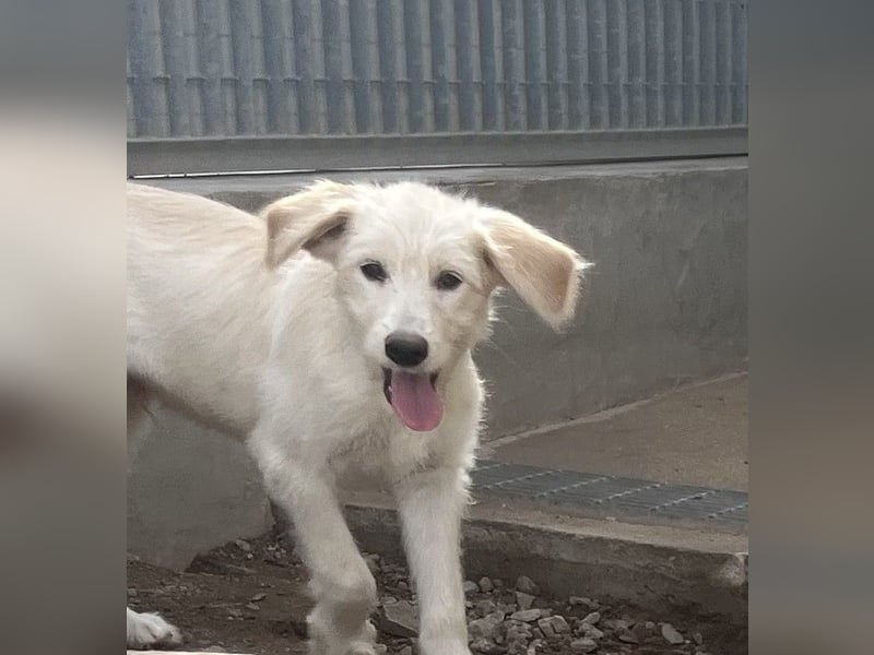 Nicolino: Mini-Retriever verzaubert mit guter Laune