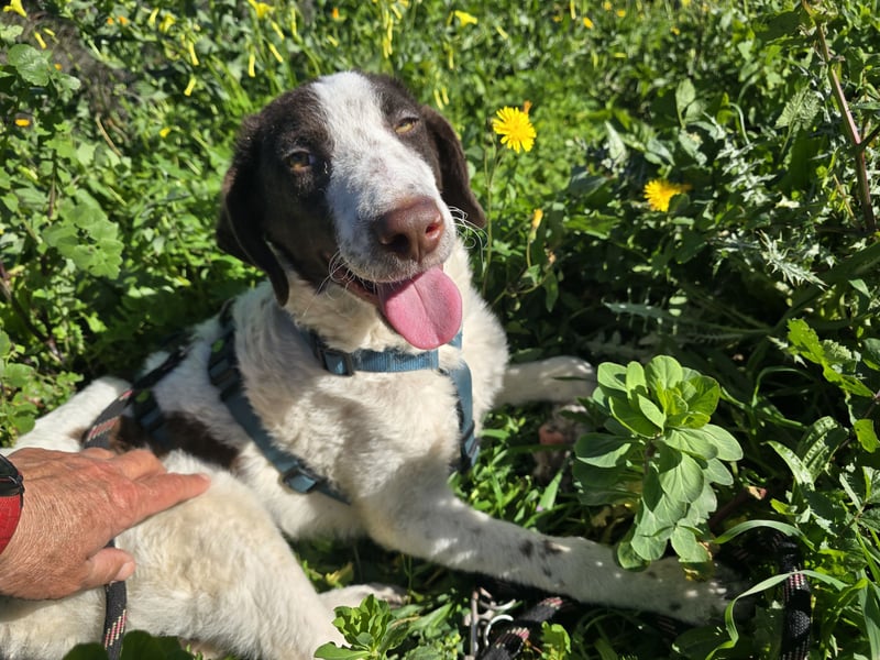 Befanino: er liebt Menschen über alles