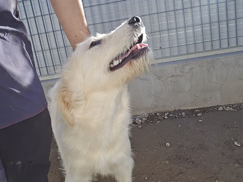 Nicolino: Mini-Retriever verzaubert mit guter Laune