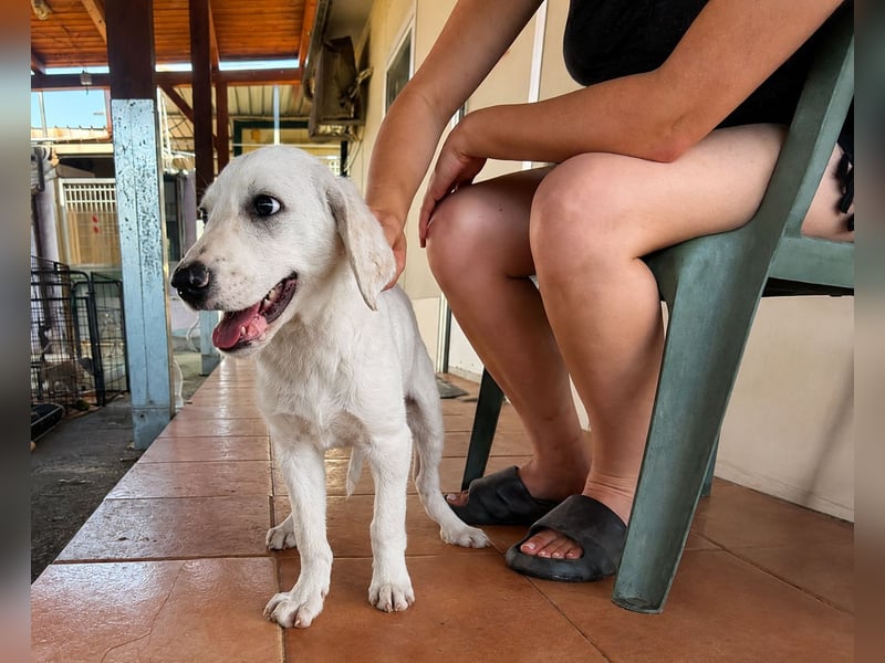 Firenze: ich wäre gerne Familienhund