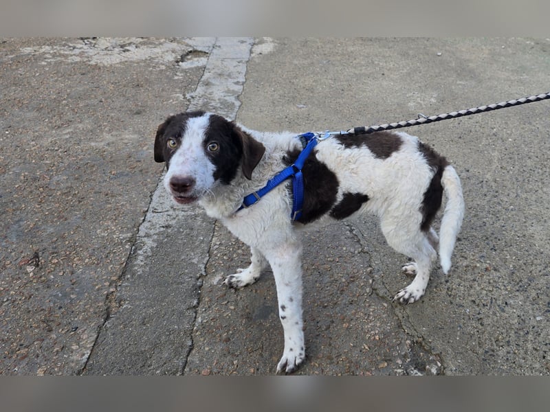 Befanino: kleiner Clown im Schafspelz