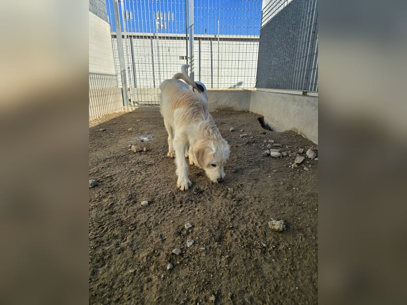 Nicolino: Mini-Retriever verzaubert mit guter Laune