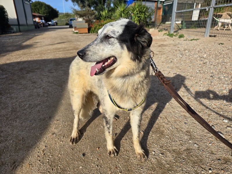 Mila: wenn Einsamkeit krank macht - gerne Pflegestelle