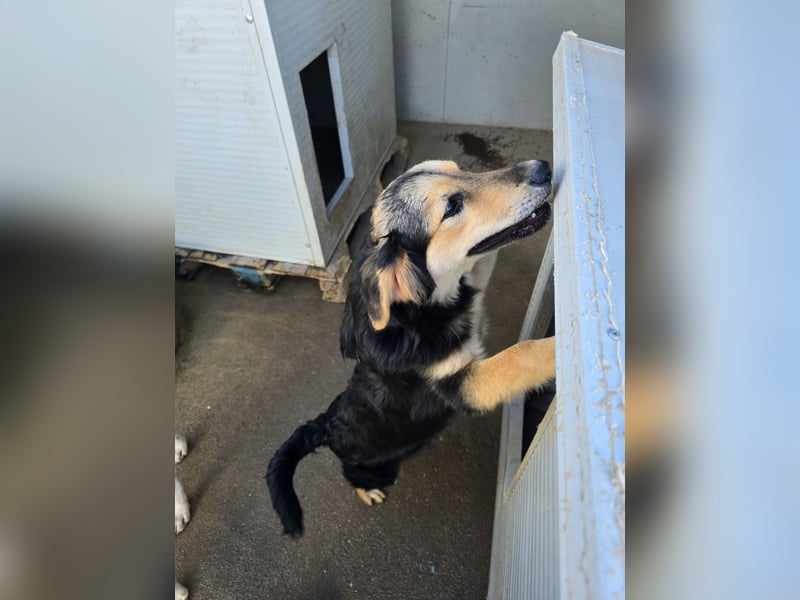 Bijou: sie leidet still