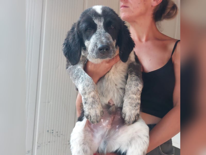 Tiziano: möchte spielen, lernen, schmusen