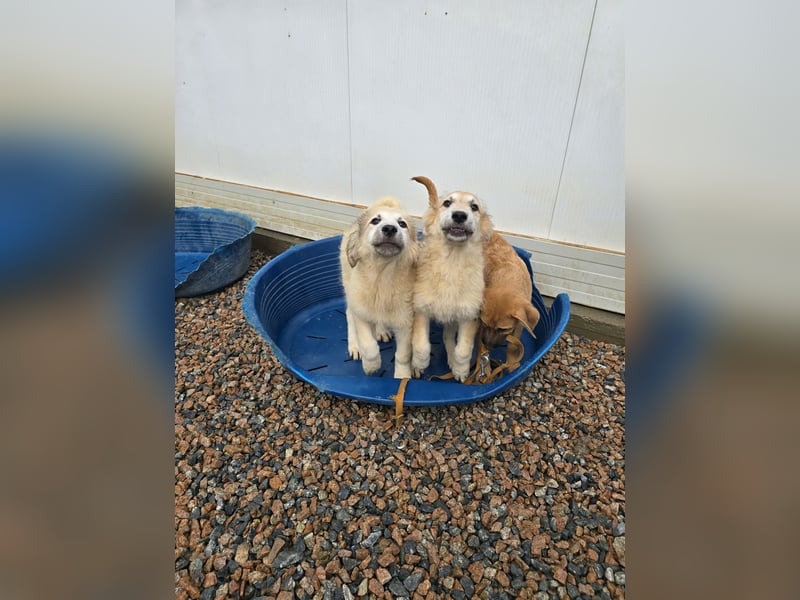 Tancredi: ein Wuschel zum Verlieben