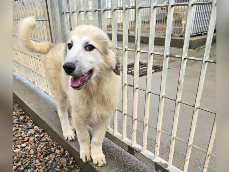 Tancredi: ein Wuschel zum Verlieben