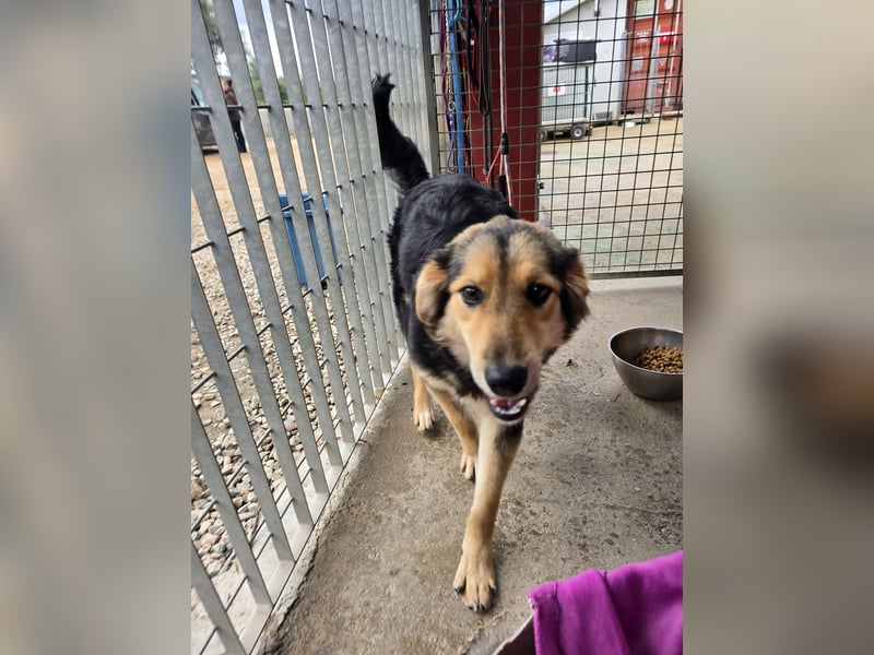 Bijou: perfekte Familienhündin