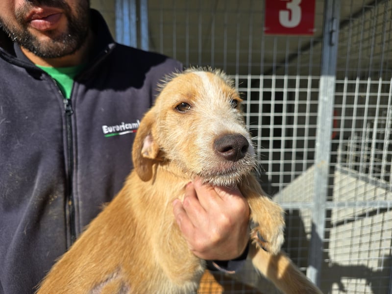 Giovanni: verspielter Lausbub