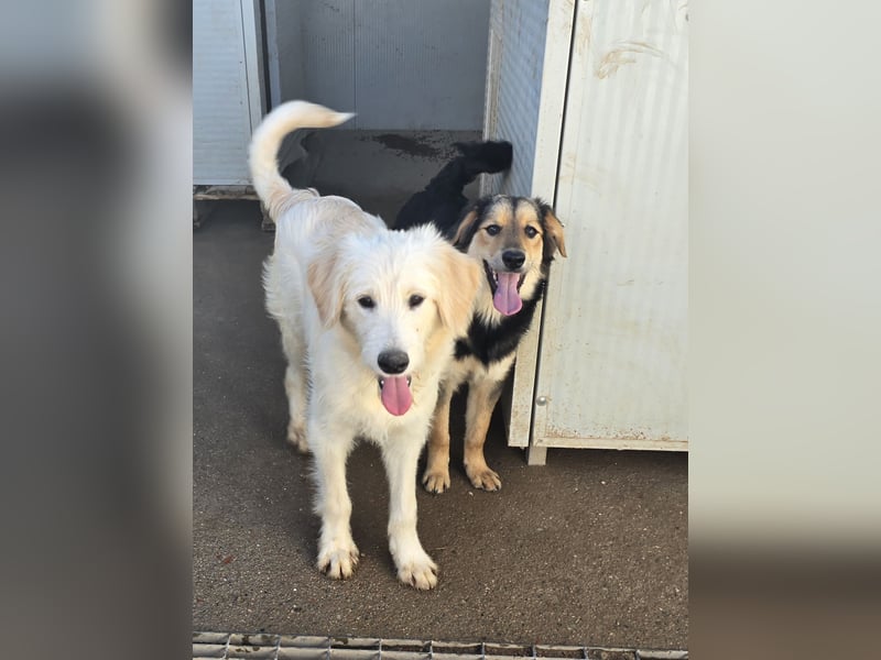 Nicolino: Mini-Retriever verzaubert mit guter Laune