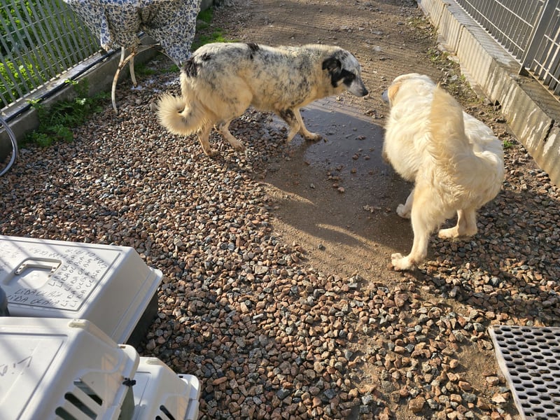 Mila: wenn Einsamkeit krank macht - gerne Pflegestelle