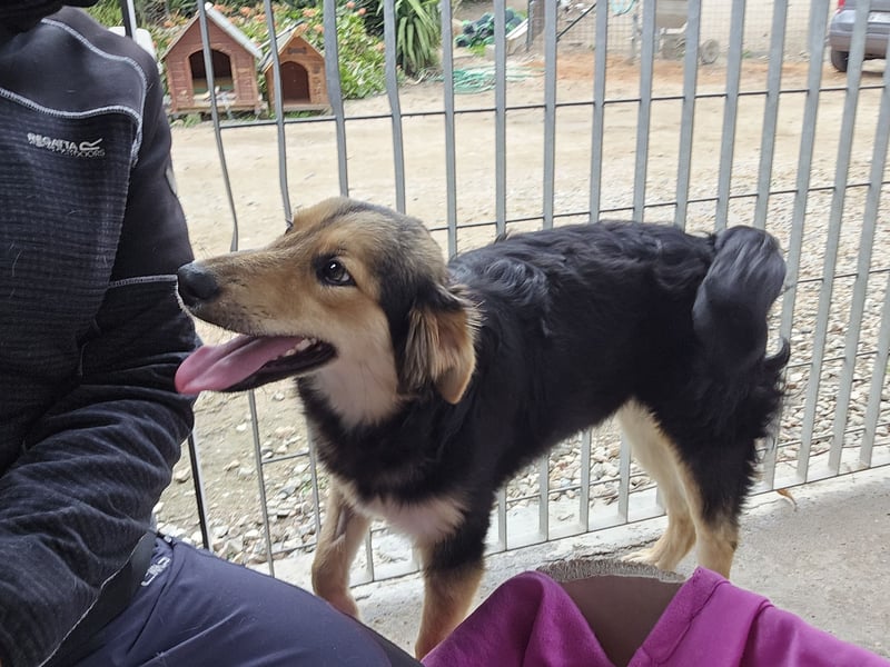 Bijou: perfekte Familienhündin