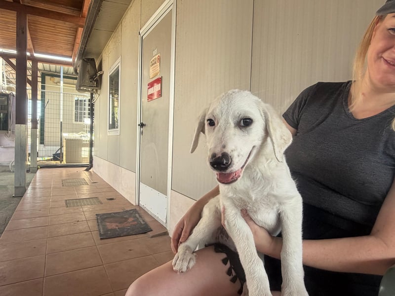 Firenze: ich wäre gerne Familienhund