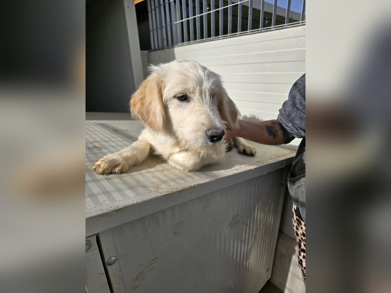 Nicolino: Mini-Retriever verzaubert mit guter Laune