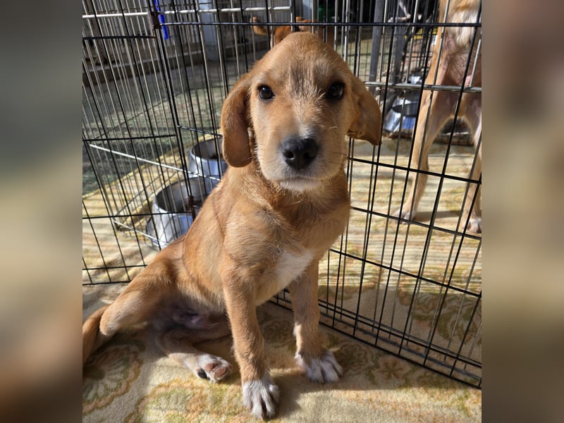 Giovanni: verspielter Lausbub