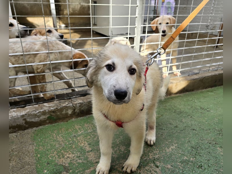 Tancredi: ein Wuschel zum Verlieben