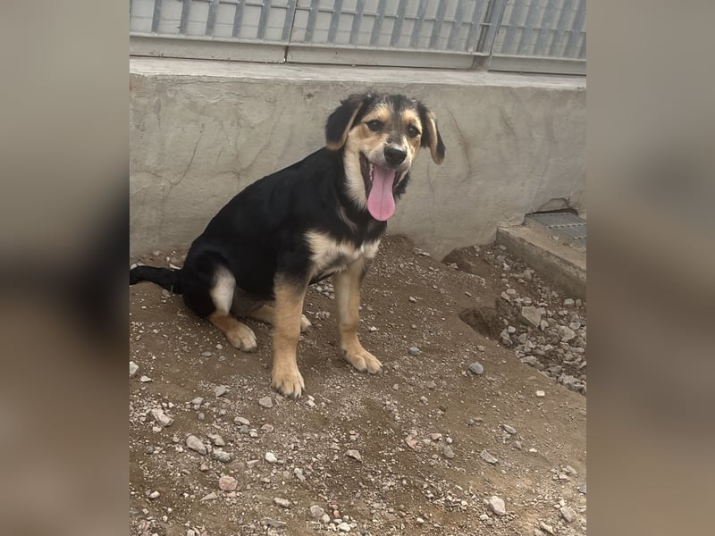 Bijou: sie leidet still