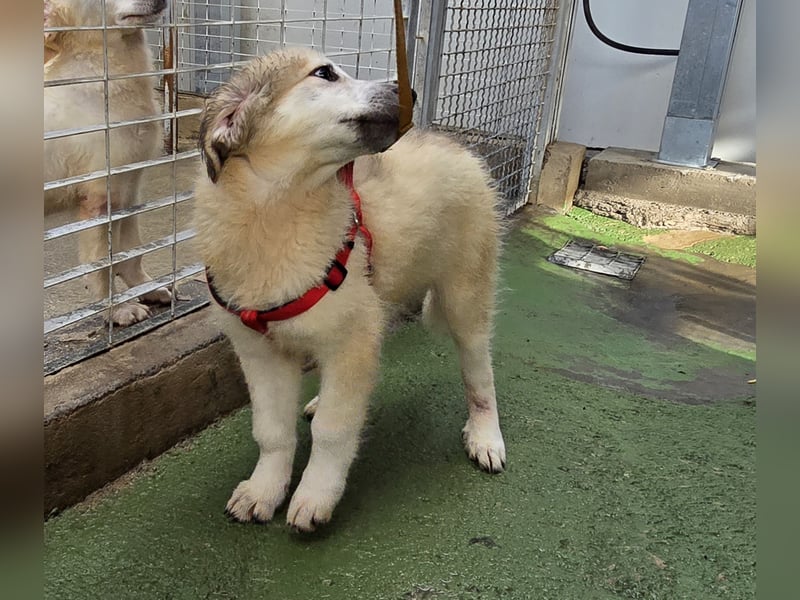 Tancredi: ein Wuschel zum Verlieben