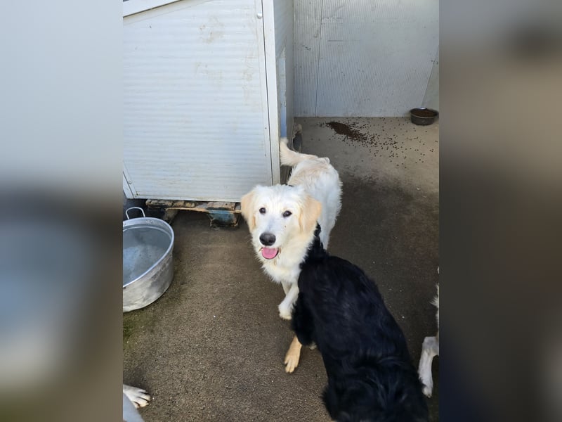 Nicolino: Mini-Retriever verzaubert mit guter Laune