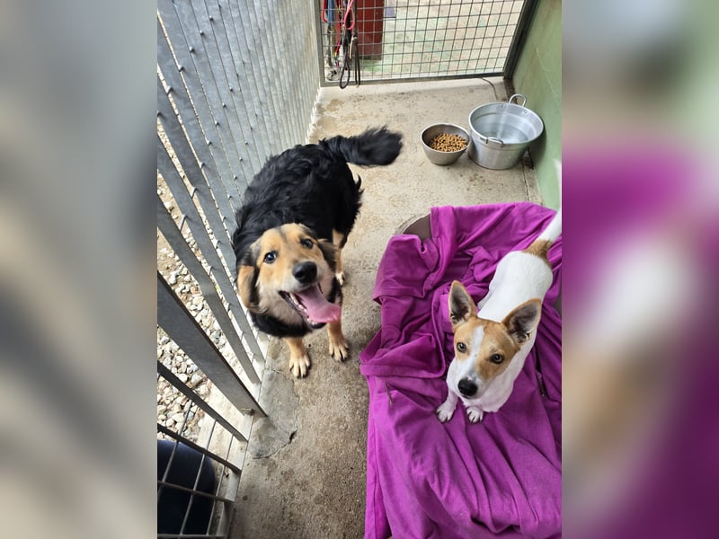 Bijou: perfekte Familienhündin