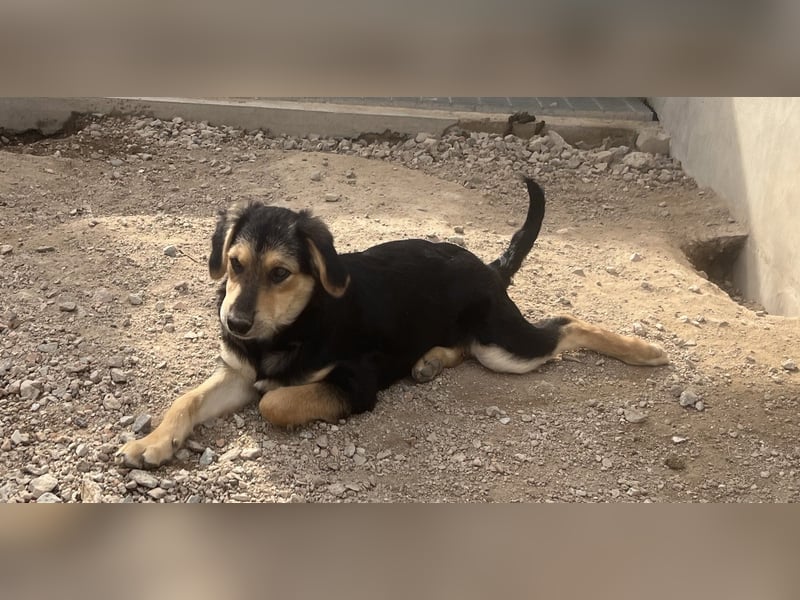 Bijou: sie leidet still