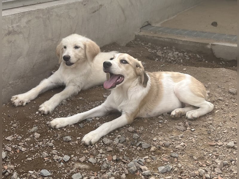 Nicolino: Mini-Retriever verzaubert mit guter Laune