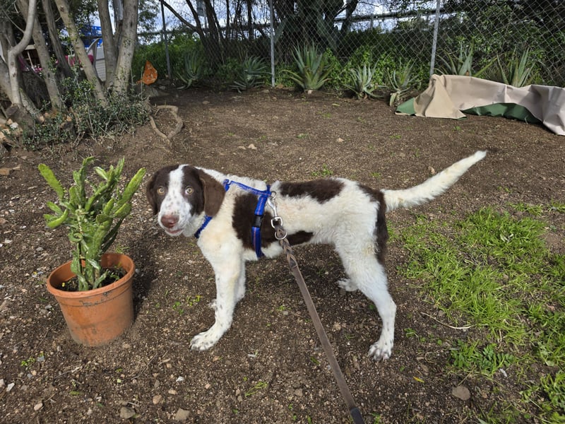 Befanino: er liebt Menschen über alles
