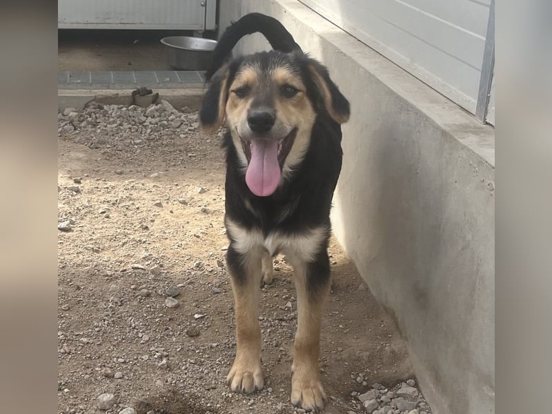 Bijou: sie leidet still