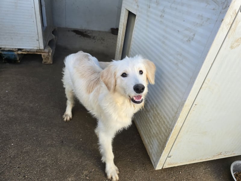 Nicolino: Mini-Retriever verzaubert mit guter Laune