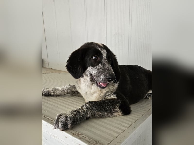 Tiziano: möchte spielen, lernen, schmusen