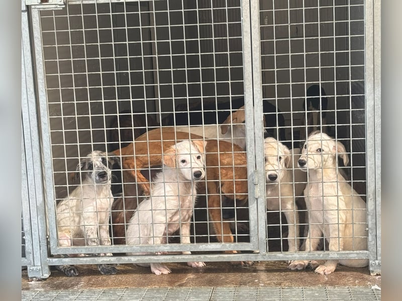 Tom: süßer Fratz sucht Kuschelplatz