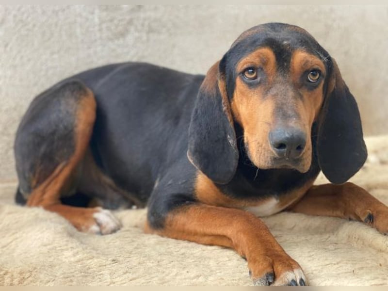 Brios, geb. ca. 12/2024, lebt in GRIECHENLAND, im städt. Tierheim Serres