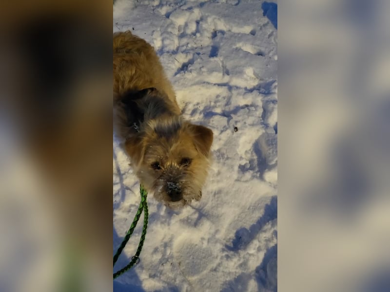 Peggy, kleiner, hübscher Wuschel sucht Familie