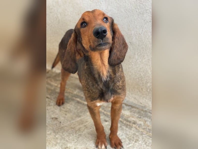 Elio, geb. ca. 03/2024, lebt in GRIECHENLAND, im städt. Tierheim Serres