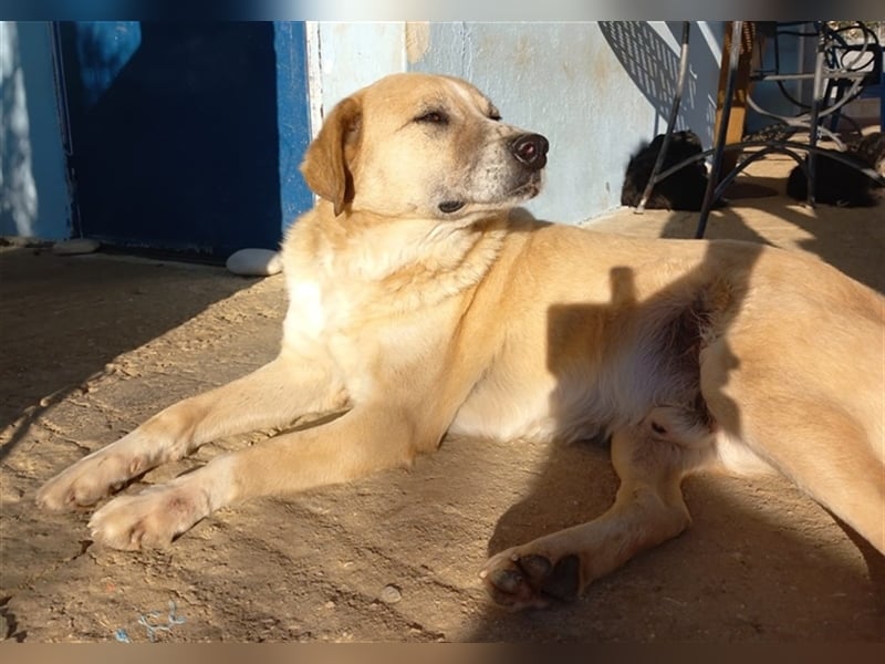 Spike, geb. ca. 05/2019, lebt in GRIECHENLAND, im städt. Tierheim Serres