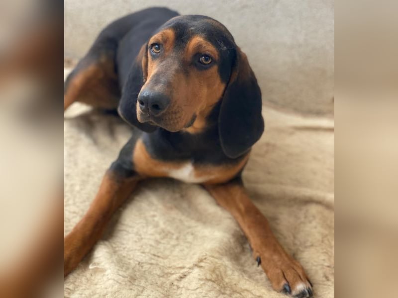 Brios, geb. ca. 12/2024, lebt in GRIECHENLAND, im städt. Tierheim Serres