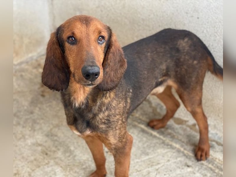 Elio, geb. ca. 03/2024, lebt in GRIECHENLAND, im städt. Tierheim Serres