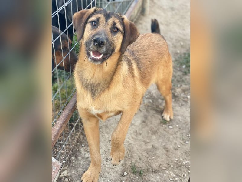 Maverick, geb. ca. 07/2025, lebt in GRIECHENLAND, im städt. Tierheim Serres