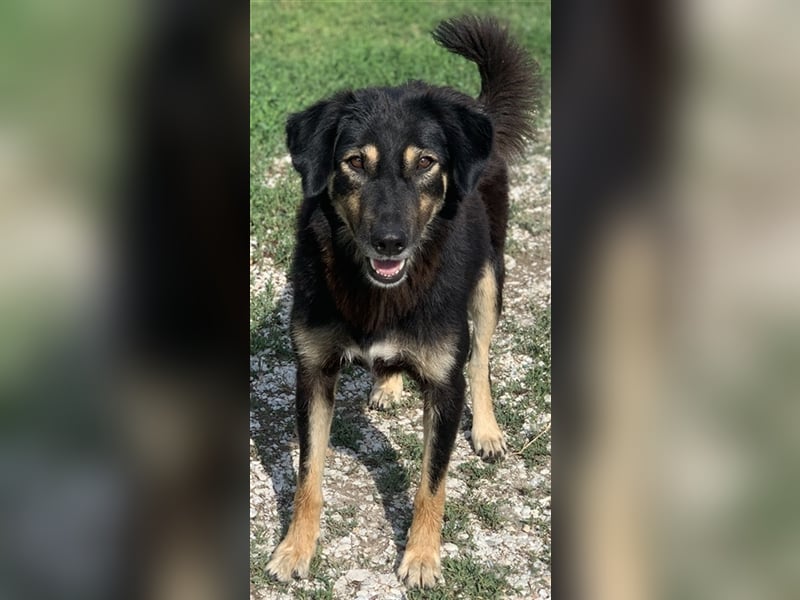 Lavinia, geb. ca. 06/2019, lebt in GRIECHENLAND, im städt. Tierheim Serres