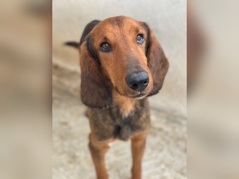 Elio, geb. ca. 03/2024, lebt in GRIECHENLAND, im städt. Tierheim Serres