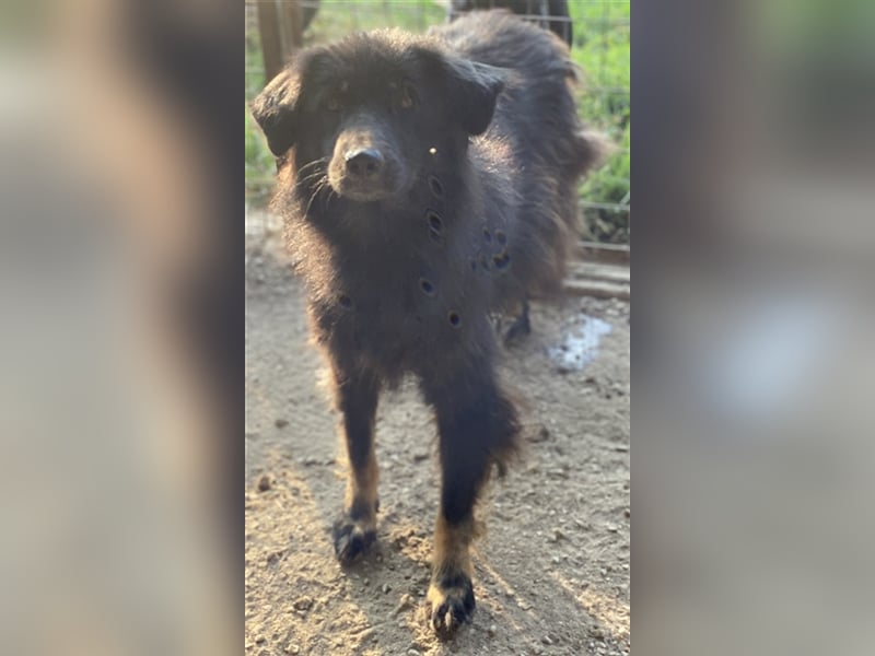 Kayra, geb. ca. 09/2018, lebt in GRIECHENLAND, im städt. Tierheim Serres