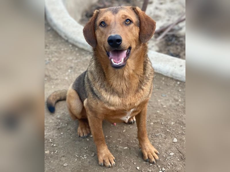 Nasso, geb. ca. 05/2024, lebt in GRIECHENLAND, auf einer privaten Pflegestelle