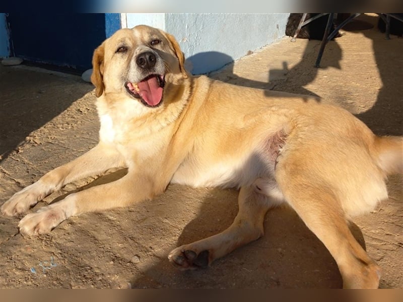 Spike, geb. ca. 05/2019, lebt in GRIECHENLAND, im städt. Tierheim Serres