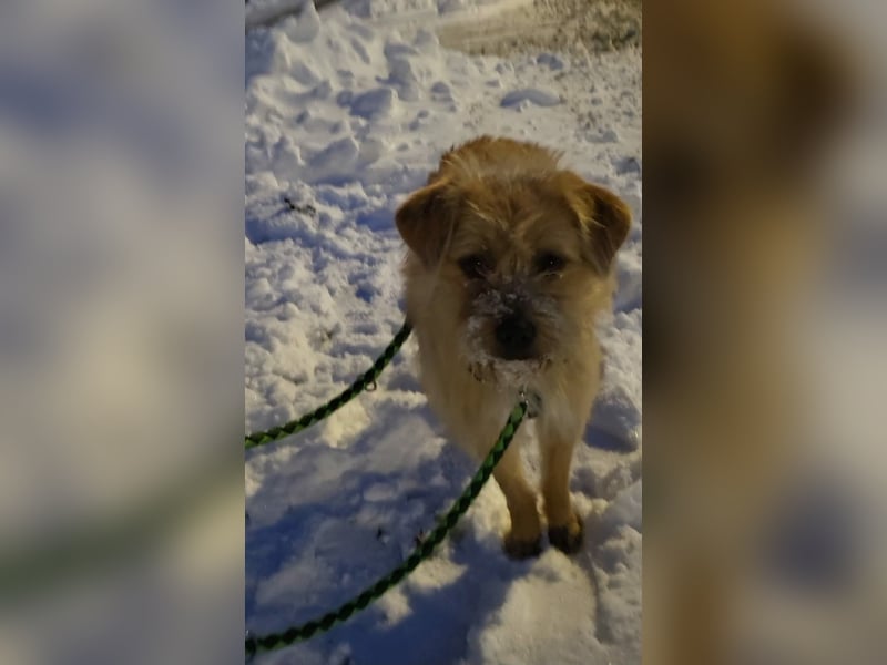 Peggy, kleiner, hübscher Wuschel sucht Familie