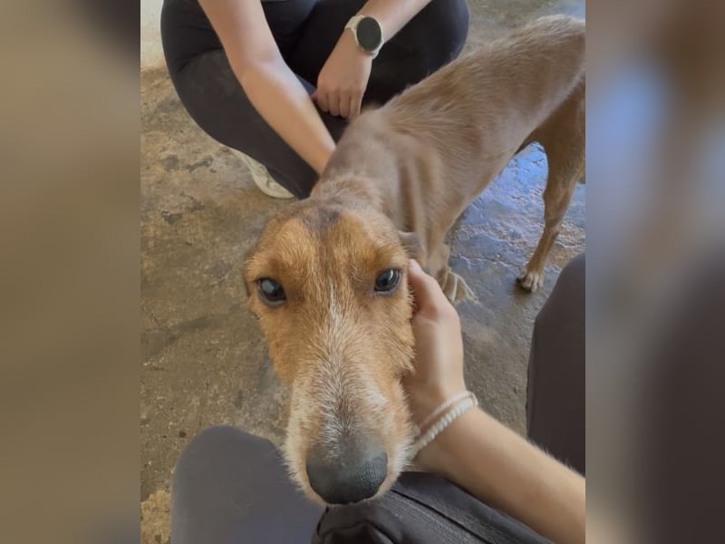 Muskatnuss, geb. ca. 01/2025, lebt in GRIECHENLAND, auf einer privaten Pflegestelle