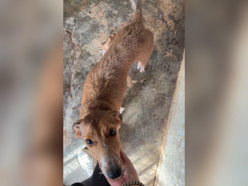 Muskatnuss, geb. ca. 01/2025, lebt in GRIECHENLAND, auf einer privaten Pflegestelle